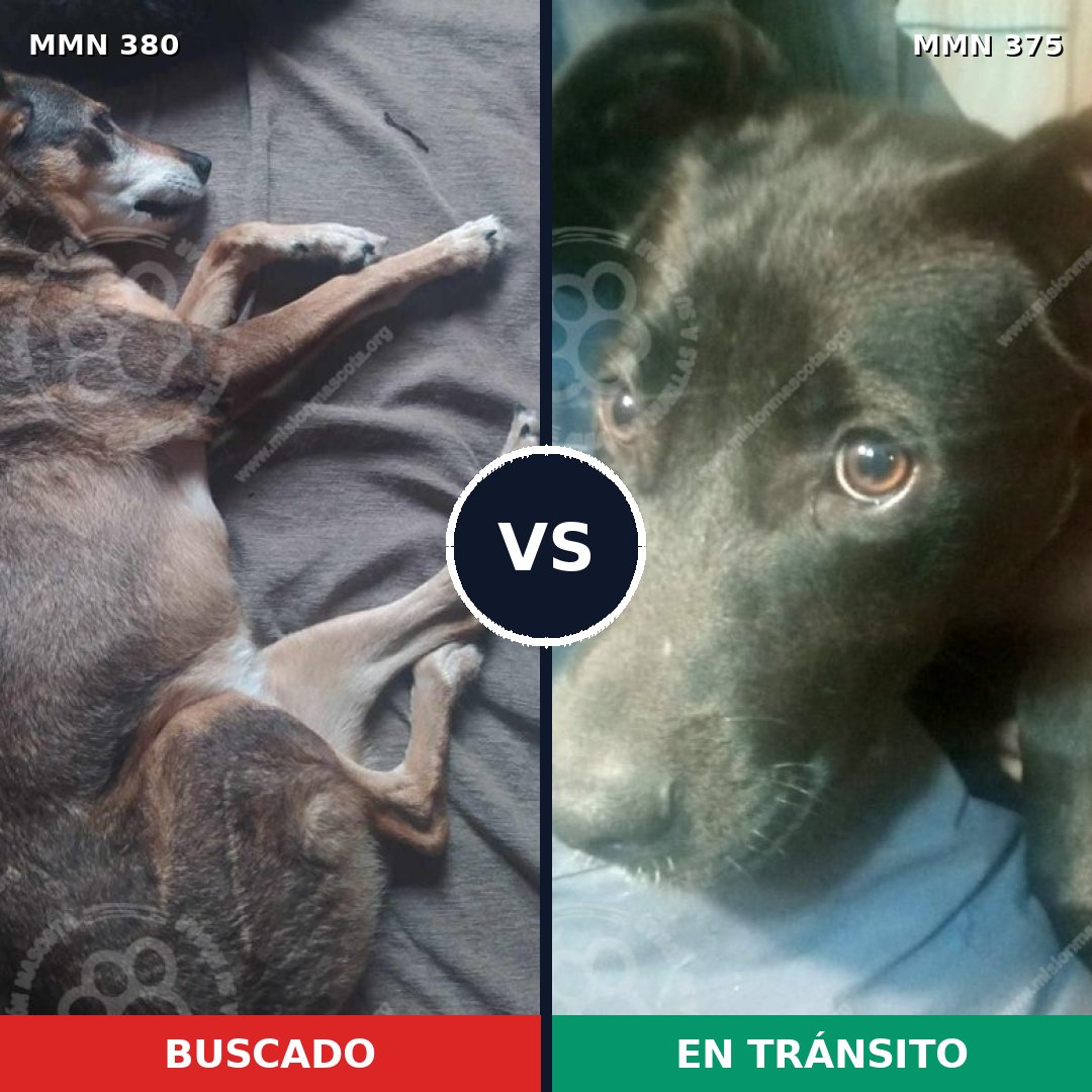 Comparativa MMS 7213: mascota perdida y mascota encontrada, 67% de similitud