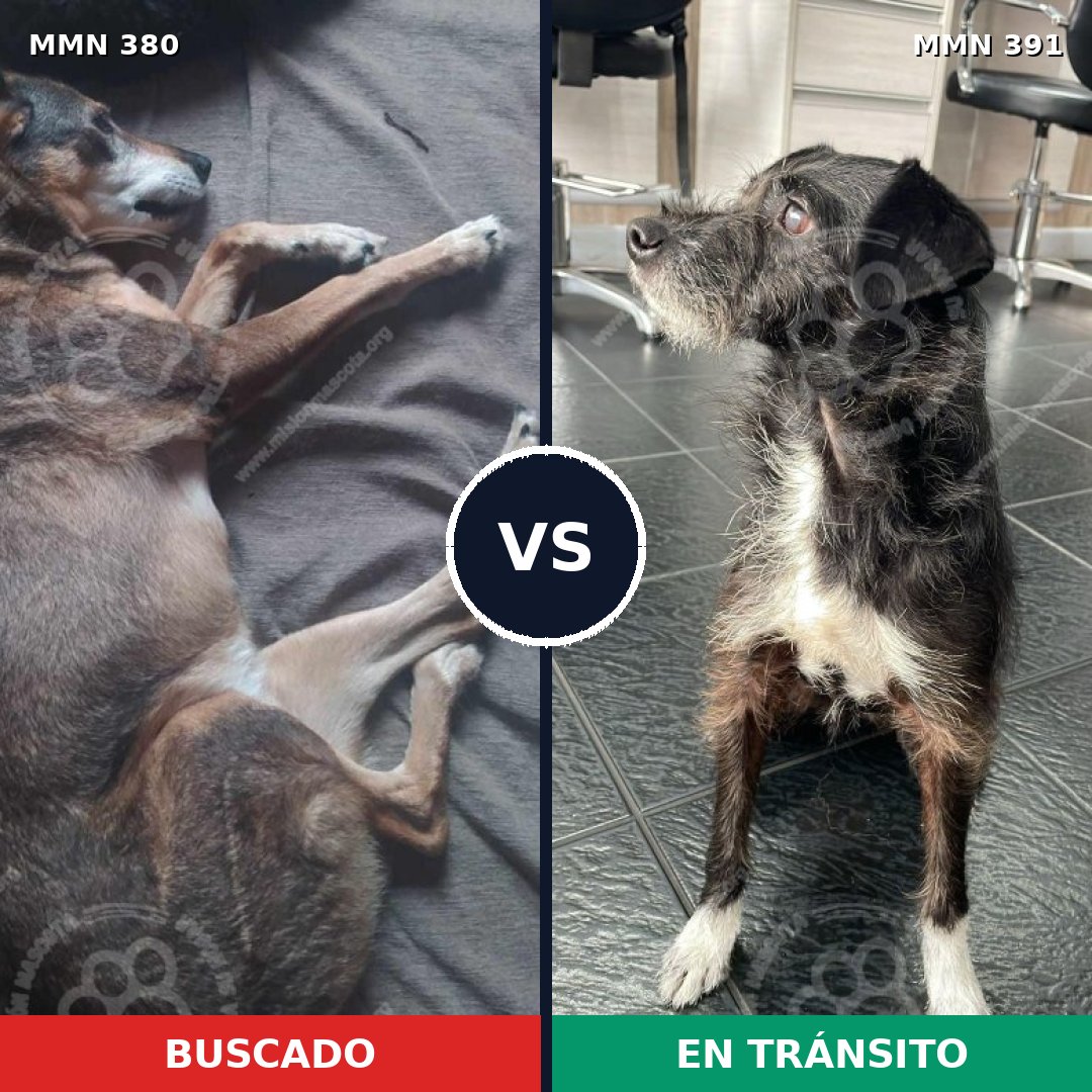 Comparativa MMS 7214: mascota perdida y mascota encontrada, 70% de similitud