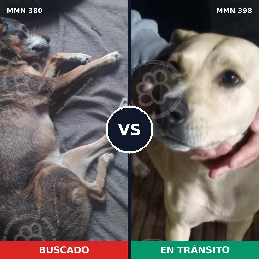 Comparativa MMS 7215: mascota perdida y mascota encontrada, 67% de similitud