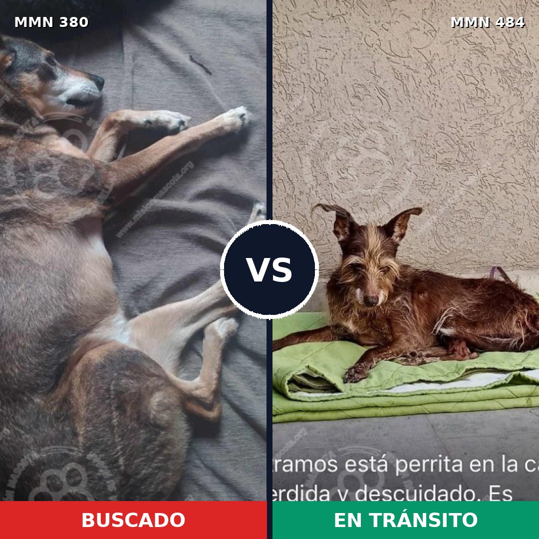 Comparativa MMS 7217: mascota perdida y mascota encontrada, 59% de similitud