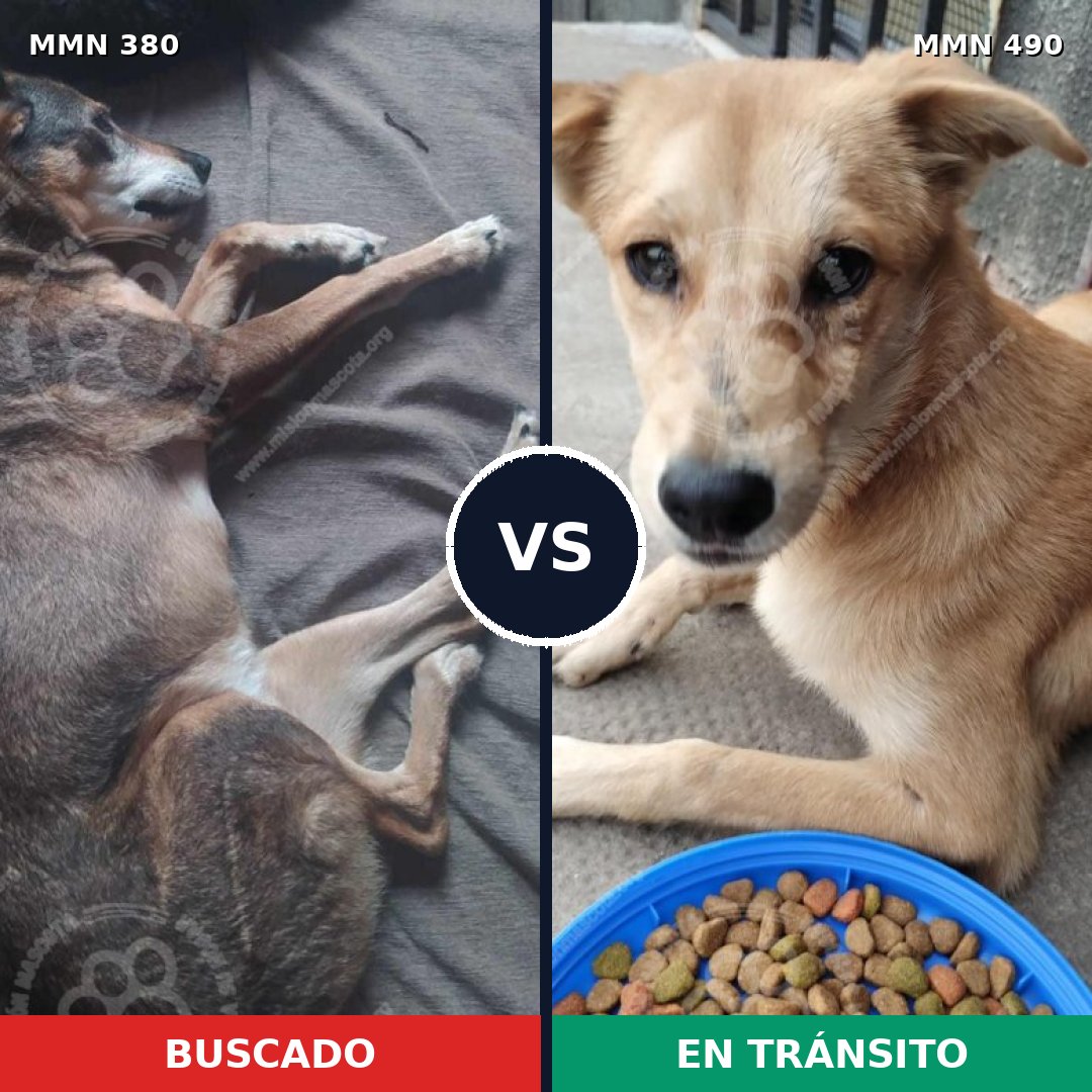 Comparativa MMS 7219: mascota perdida y mascota encontrada, 32% de similitud