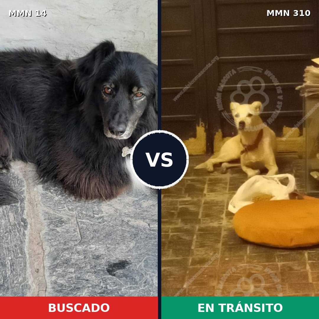 Comparativa MMS 722: mascota perdida y mascota encontrada, 60% de similitud