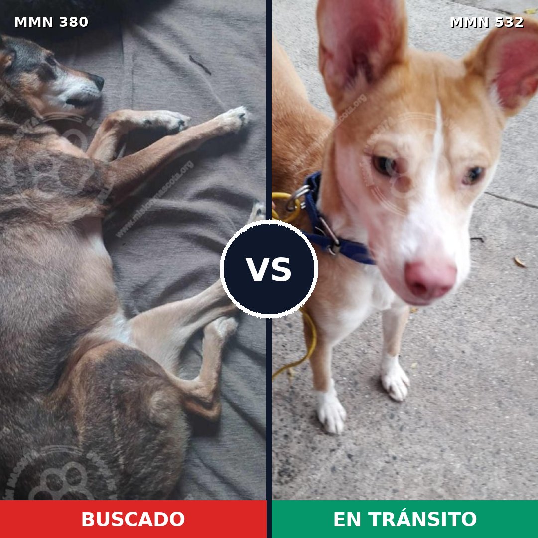 Comparativa MMS 7220: mascota perdida y mascota encontrada, 48% de similitud