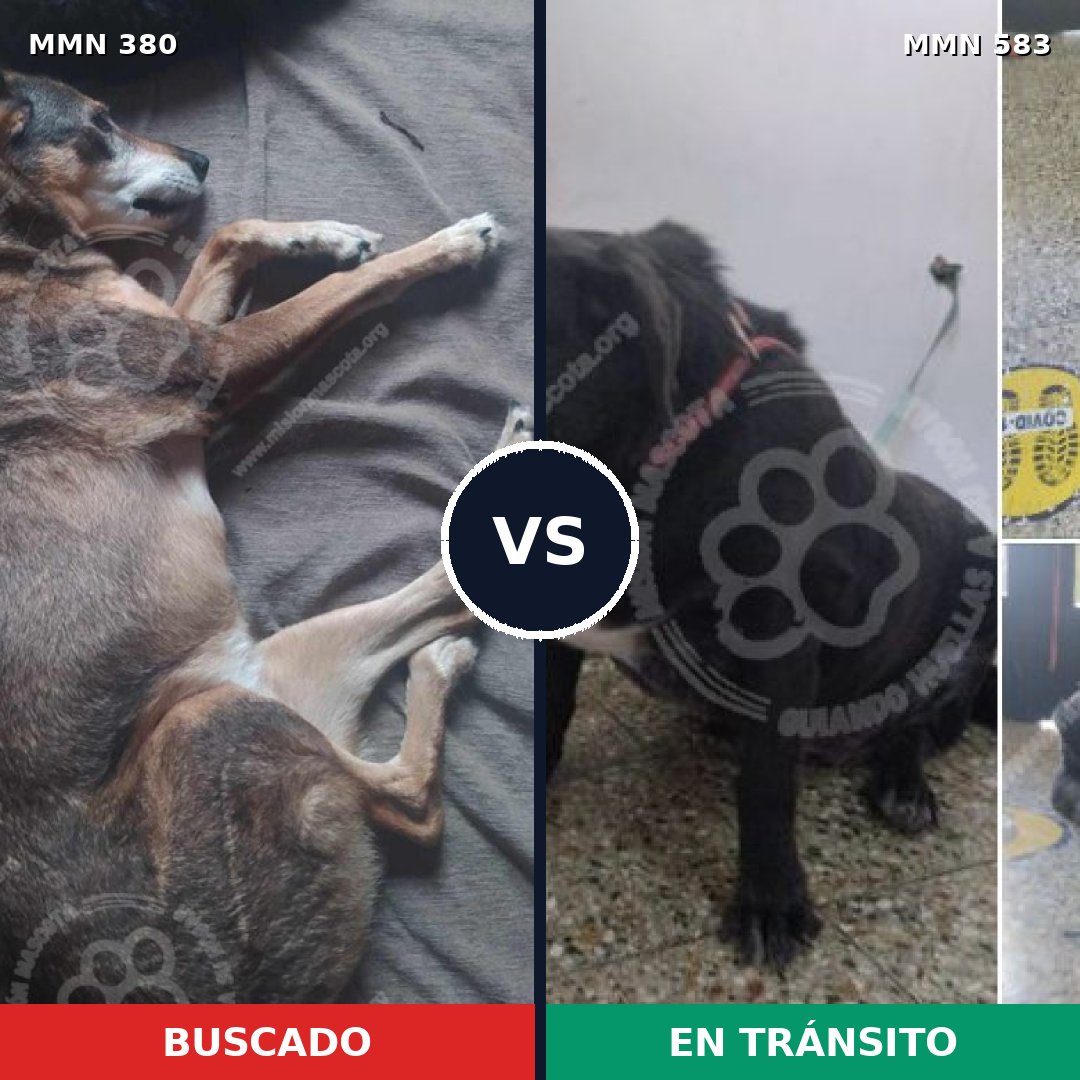 Comparativa MMS 7221: mascota perdida y mascota encontrada, 71% de similitud