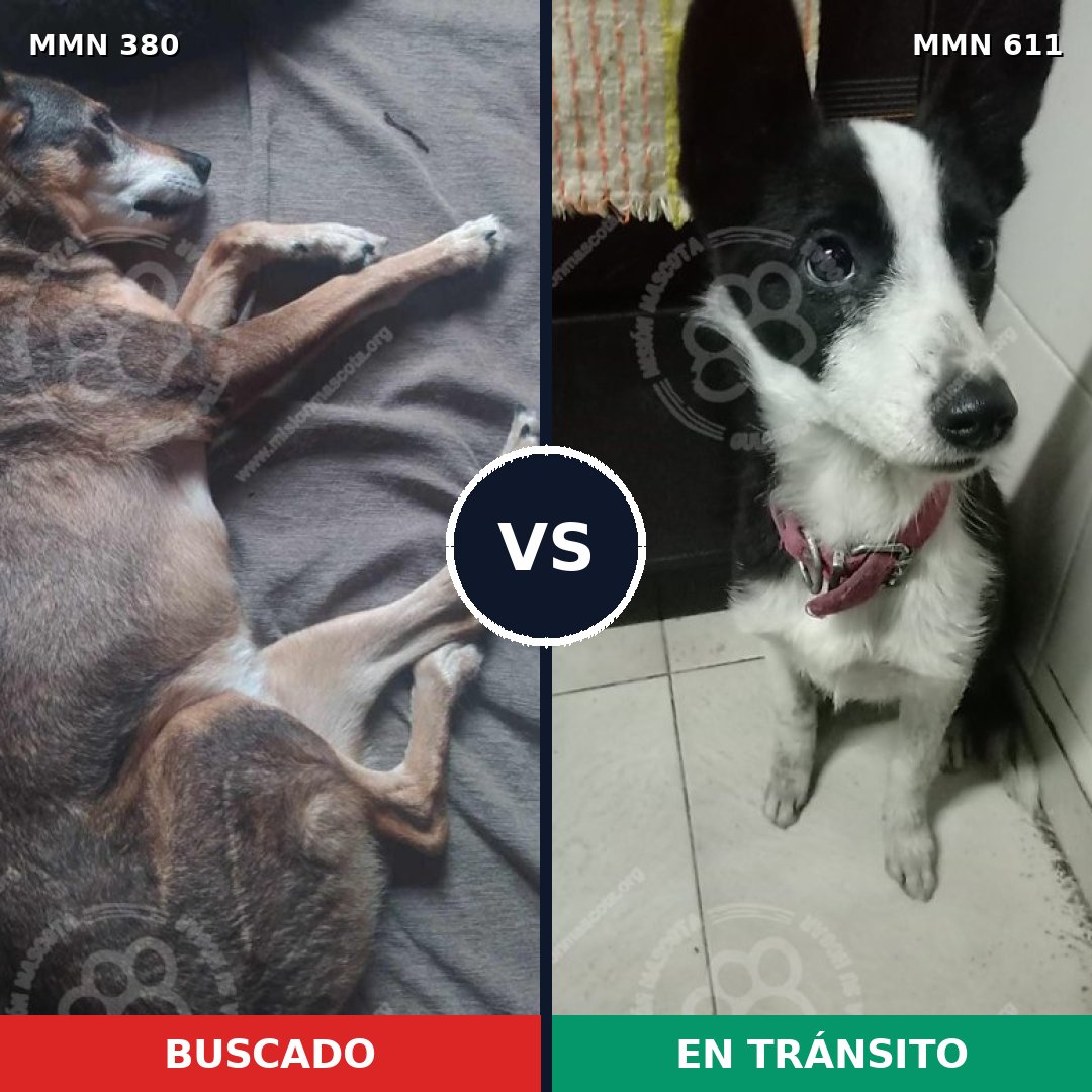 Comparativa MMS 7223: mascota perdida y mascota encontrada, 70% de similitud