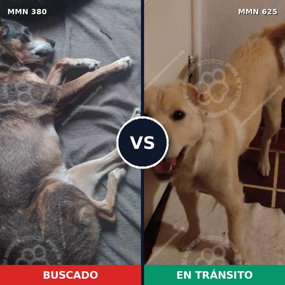 Comparativa MMS 7224: mascota perdida y mascota encontrada, 75% de similitud