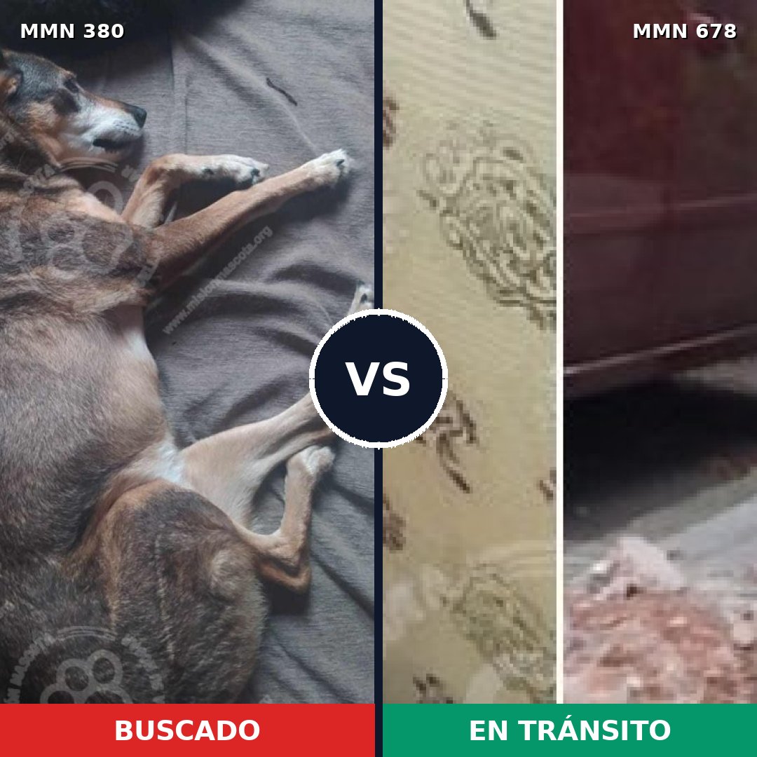 Comparativa MMS 7225: mascota perdida y mascota encontrada, 72% de similitud