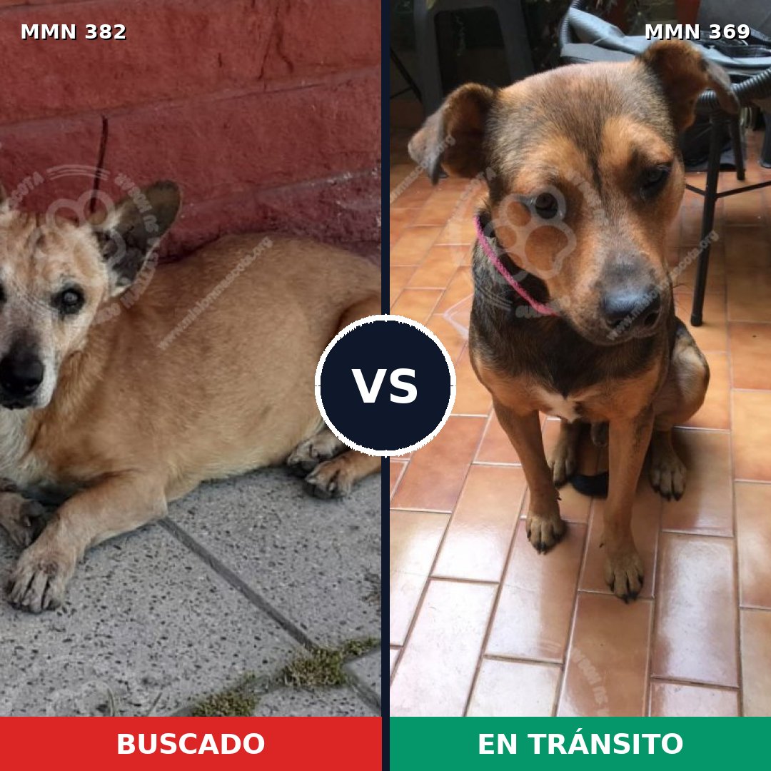 Comparativa MMS 7226: mascota perdida y mascota encontrada, 61% de similitud