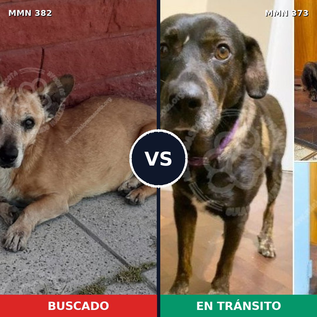 Comparativa MMS 7227: mascota perdida y mascota encontrada, 59% de similitud