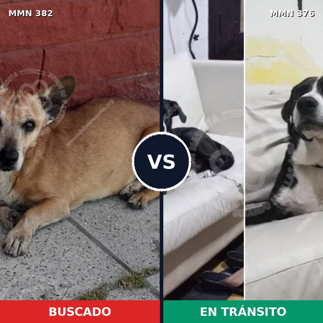 Comparativa MMS 7228: mascota perdida y mascota encontrada, 73% de similitud