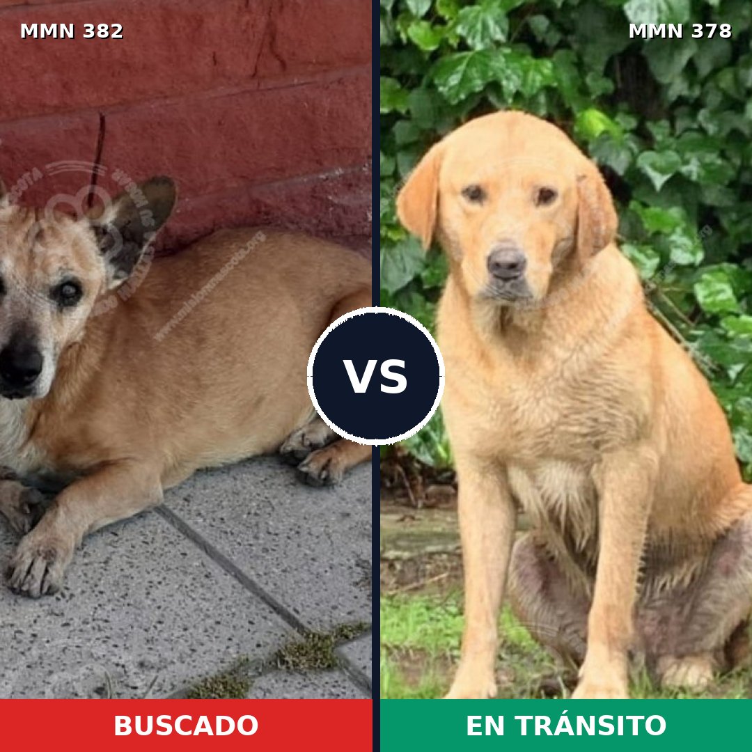 Comparativa MMS 7229: mascota perdida y mascota encontrada, 43% de similitud