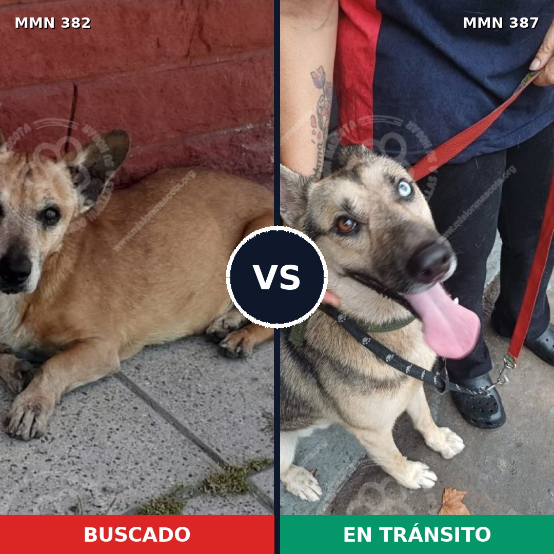 Comparativa MMS 7230: mascota perdida y mascota encontrada, 53% de similitud