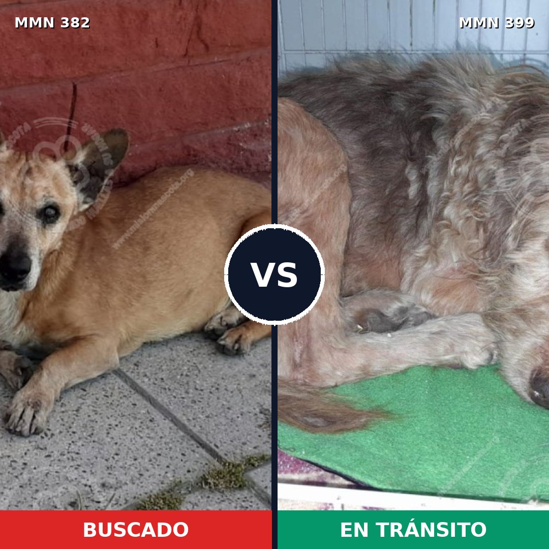 Comparativa MMS 7231: mascota perdida y mascota encontrada, 62% de similitud