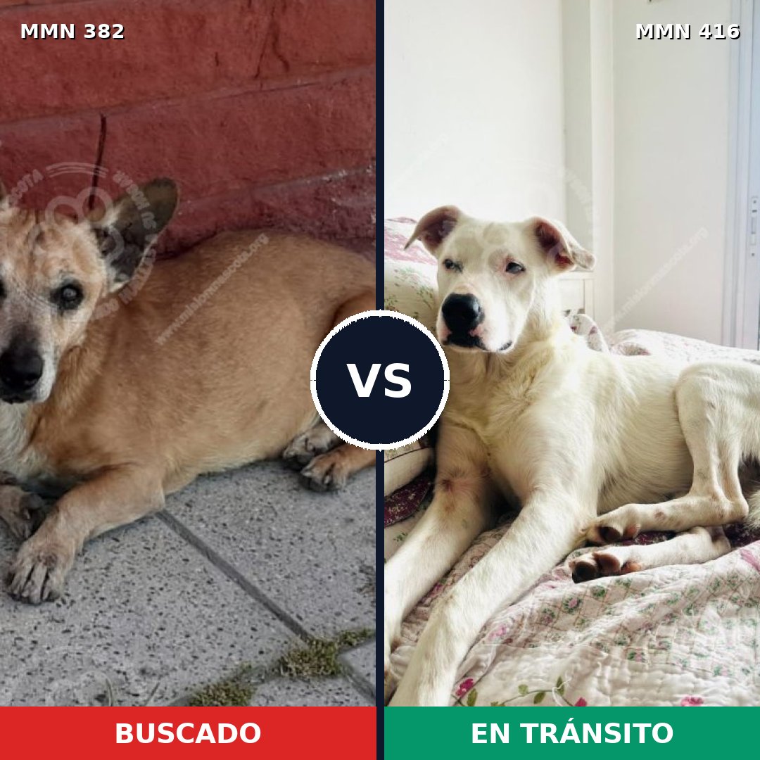 Comparativa MMS 7232: mascota perdida y mascota encontrada, 34% de similitud