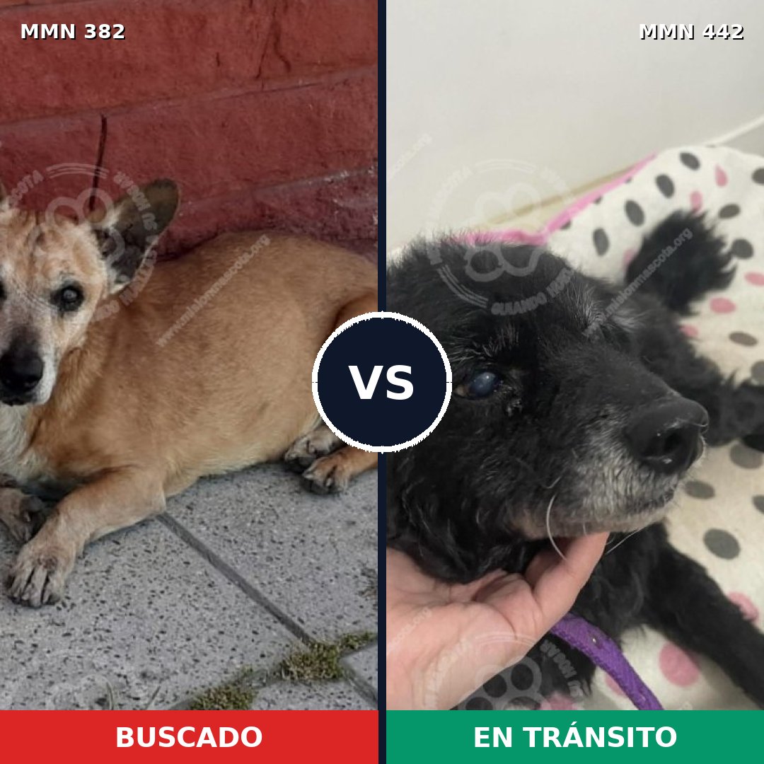 Comparativa MMS 7236: mascota perdida y mascota encontrada, 65% de similitud
