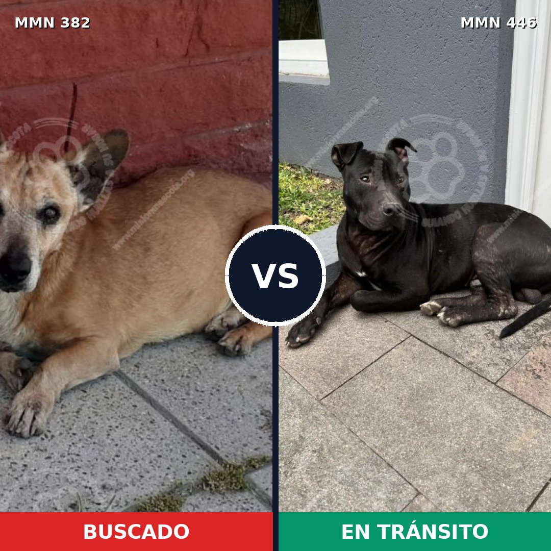 Comparativa MMS 7237: mascota perdida y mascota encontrada, 76% de similitud