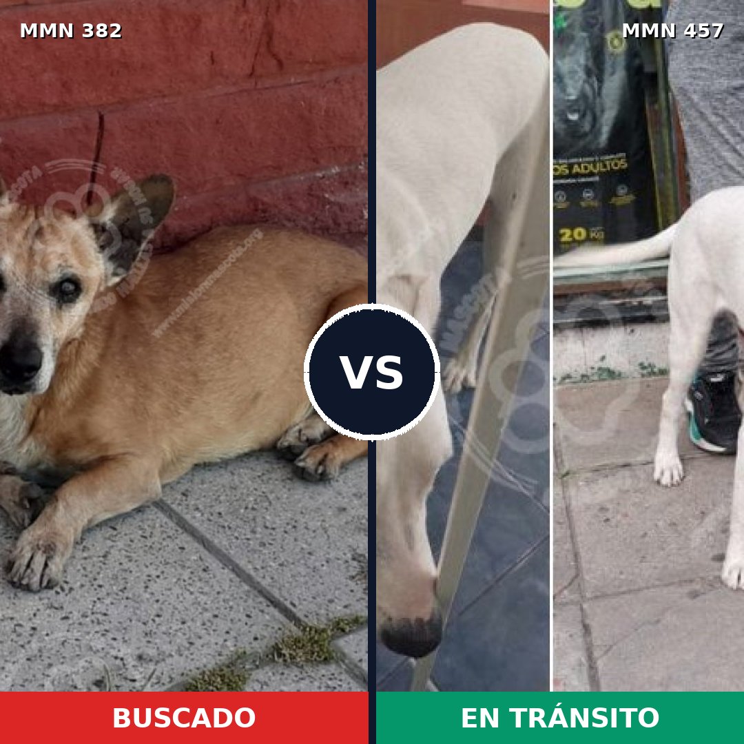 Comparativa MMS 7238: mascota perdida y mascota encontrada, 66% de similitud
