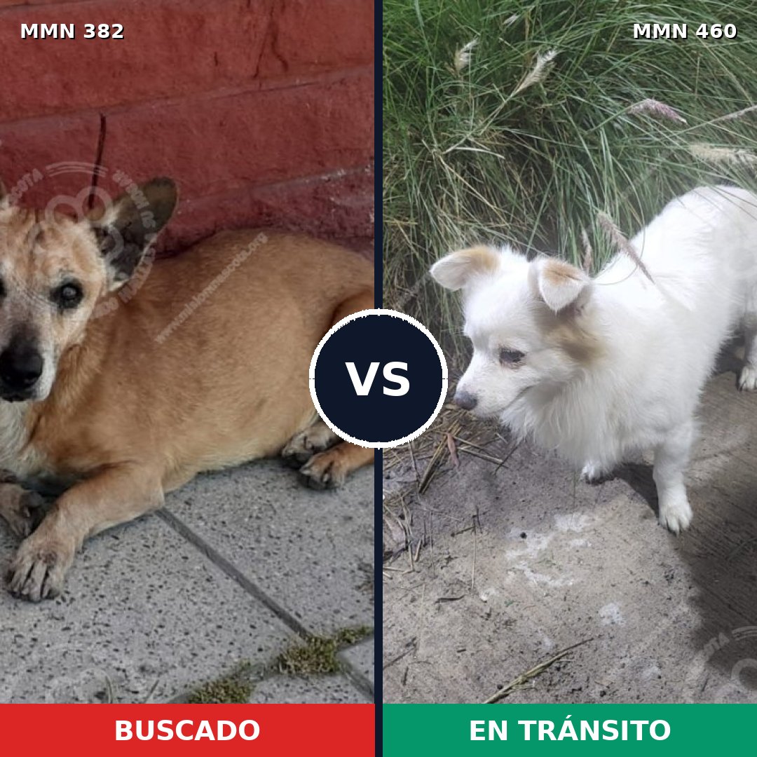 Comparativa MMS 7239: mascota perdida y mascota encontrada, 41% de similitud
