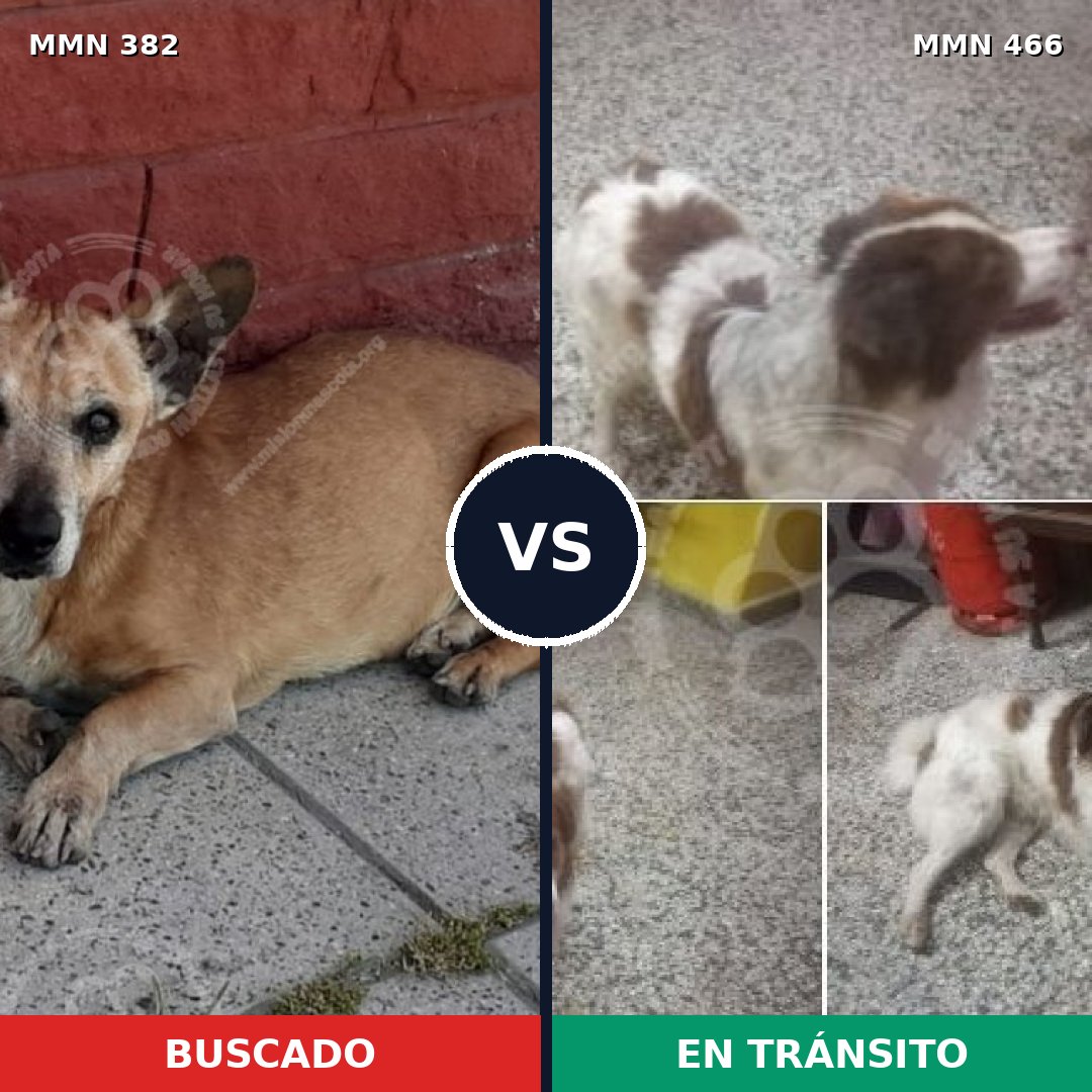 Comparativa MMS 7240: mascota perdida y mascota encontrada, 73% de similitud