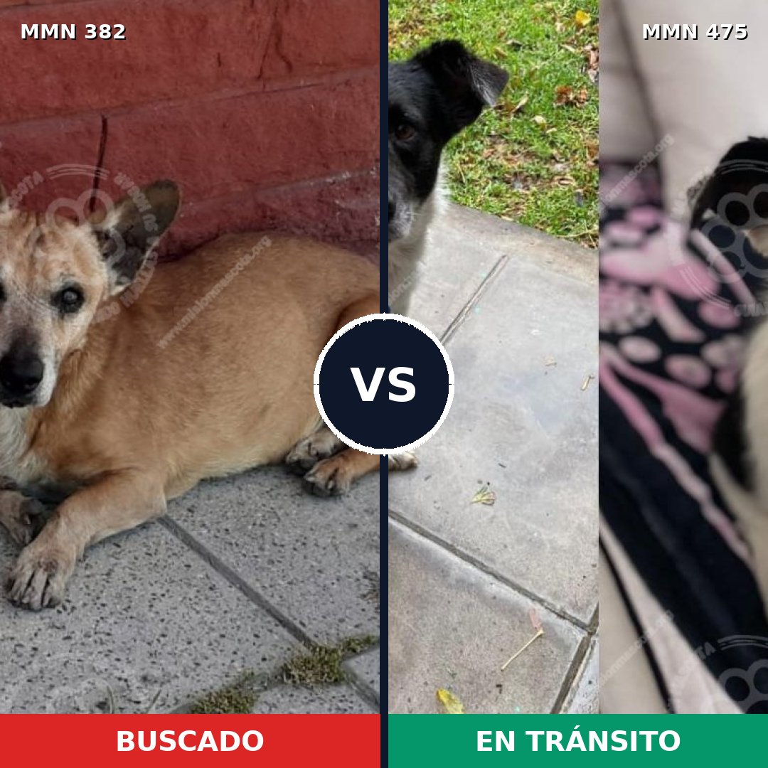 Comparativa MMS 7241: mascota perdida y mascota encontrada, 76% de similitud