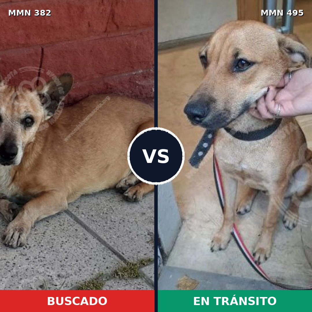 Comparativa MMS 7243: mascota perdida y mascota encontrada, 73% de similitud