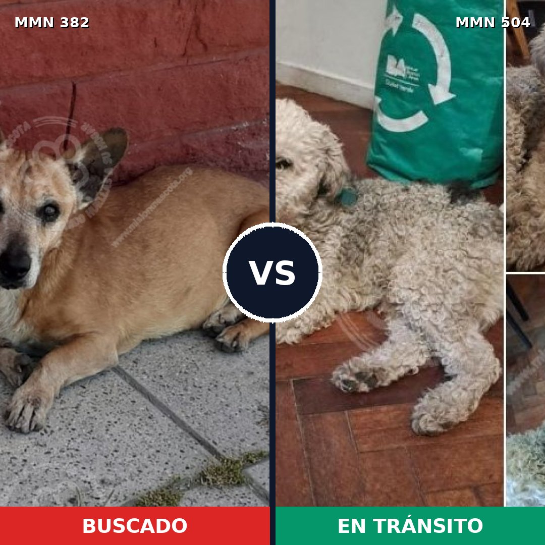 Comparativa MMS 7245: mascota perdida y mascota encontrada, 67% de similitud