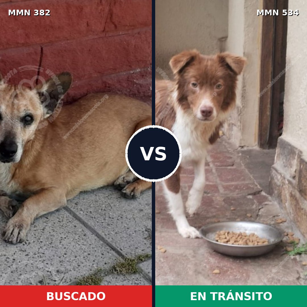 Comparativa MMS 7247: mascota perdida y mascota encontrada, 53% de similitud