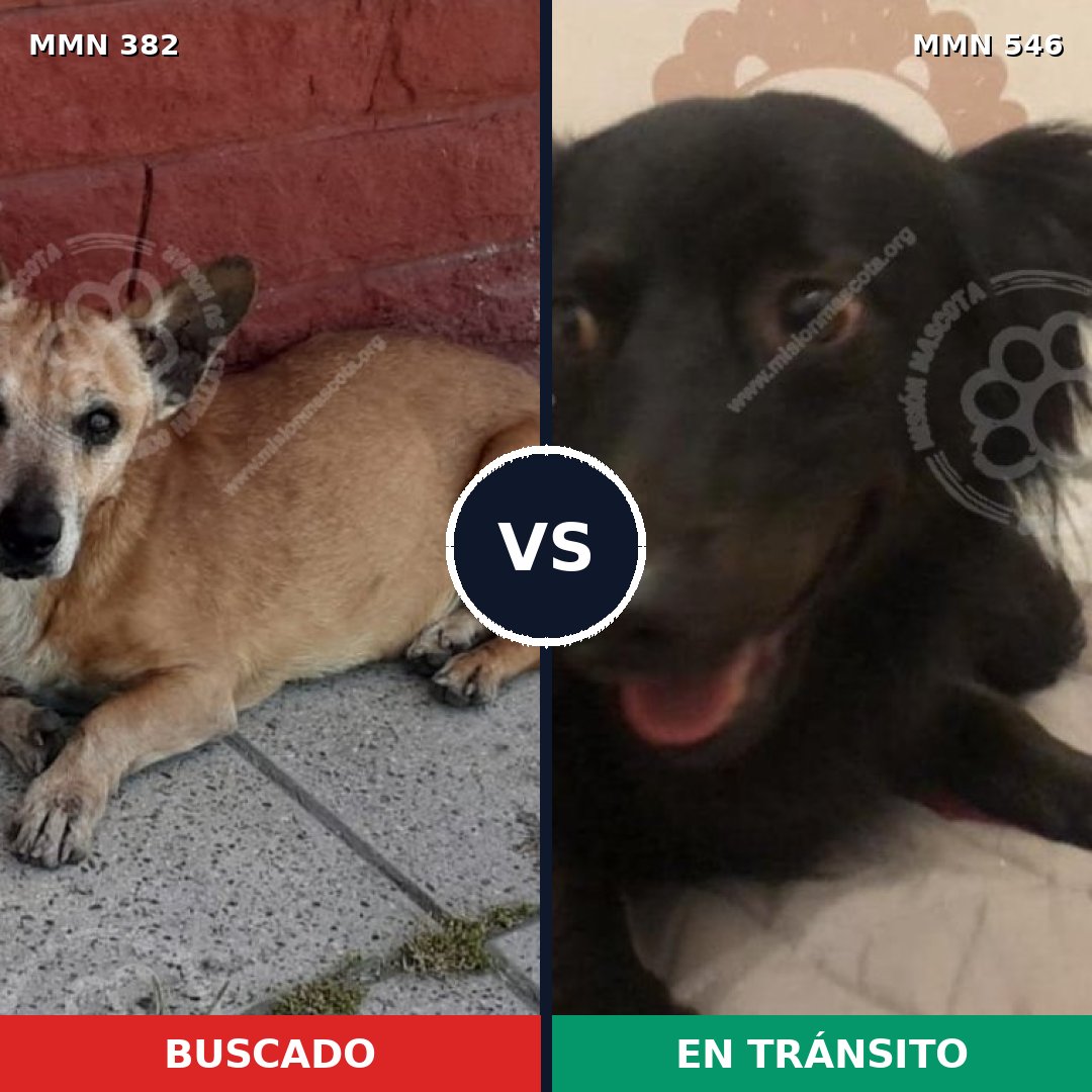 Comparativa MMS 7249: mascota perdida y mascota encontrada, 17% de similitud