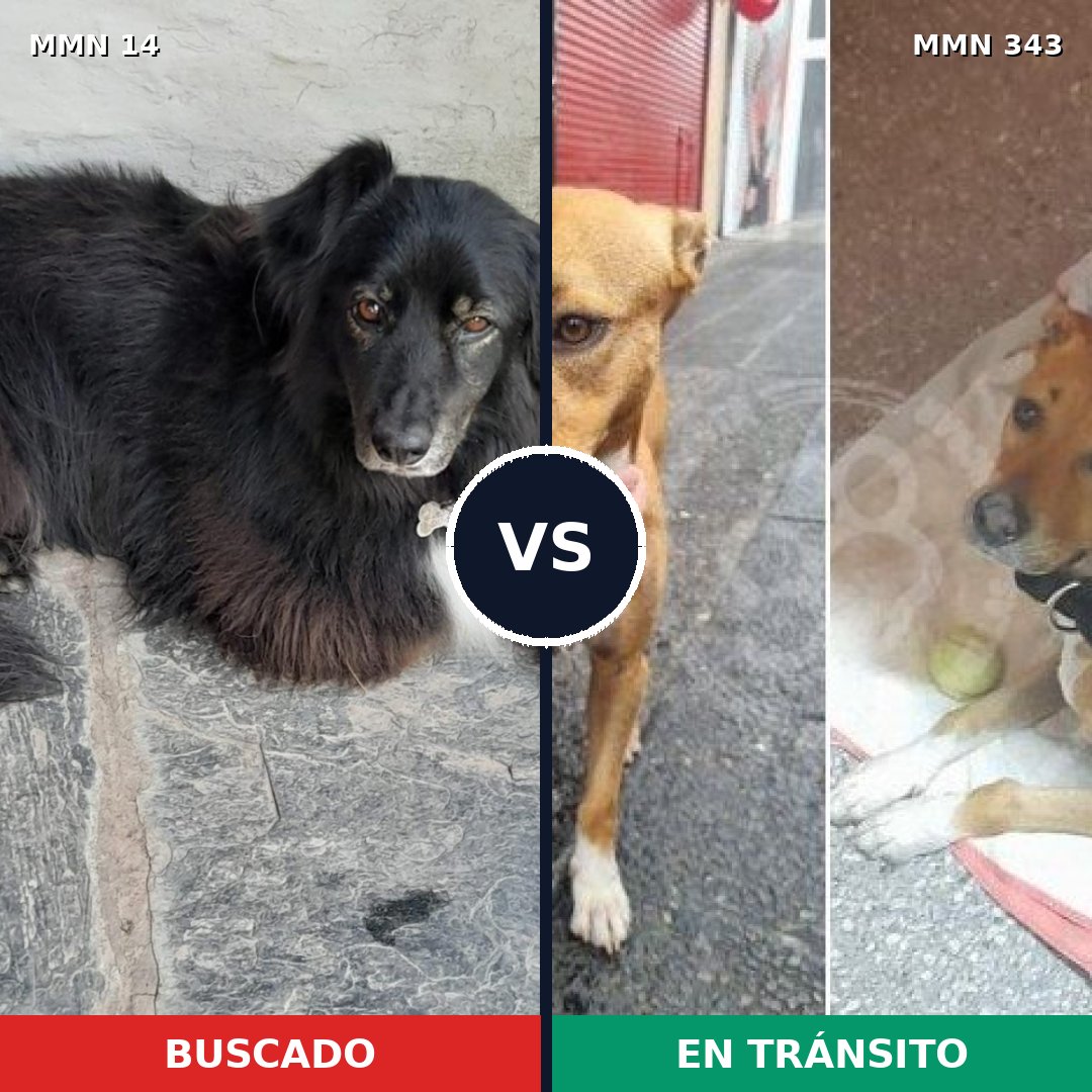 Comparativa MMS 725: mascota perdida y mascota encontrada, 62% de similitud