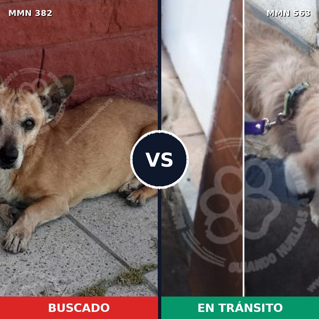 Comparativa MMS 7250: mascota perdida y mascota encontrada, 68% de similitud
