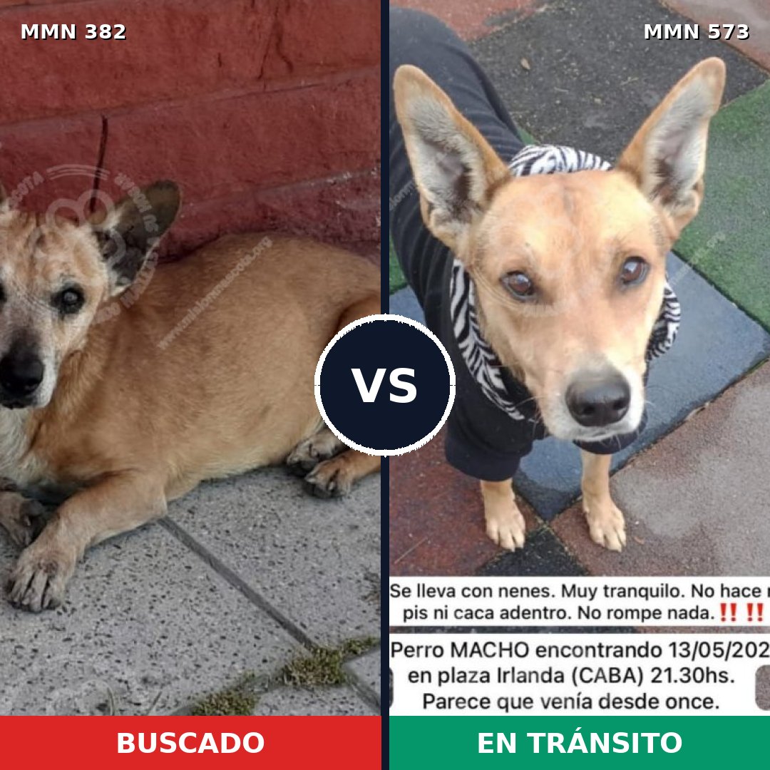 Comparativa MMS 7251: mascota perdida y mascota encontrada, 70% de similitud