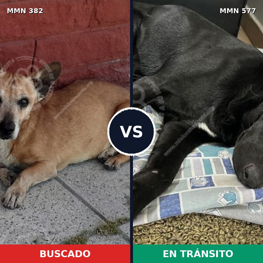 Comparativa MMS 7252: mascota perdida y mascota encontrada, 72% de similitud