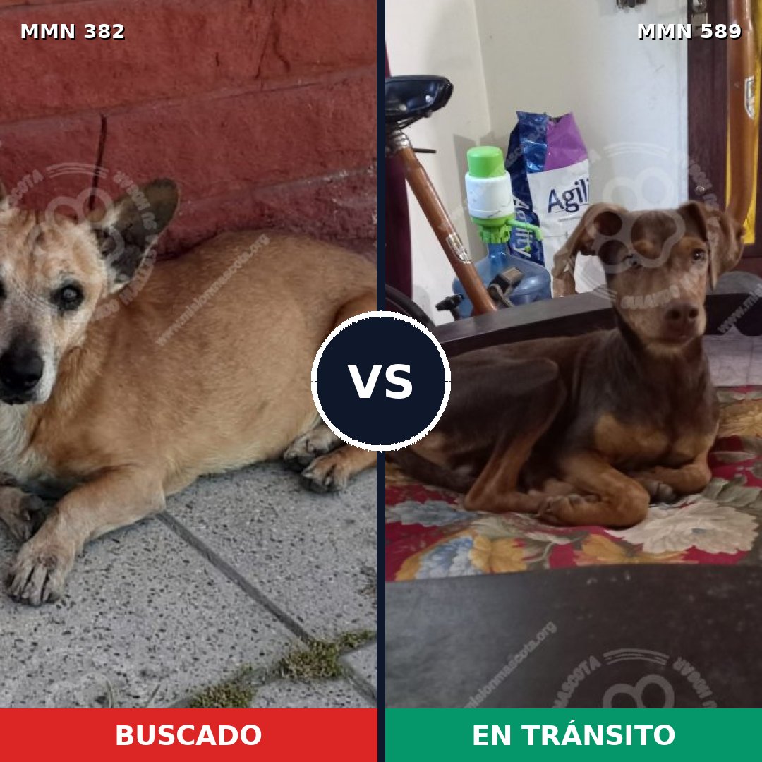 Comparativa MMS 7254: mascota perdida y mascota encontrada, 16% de similitud