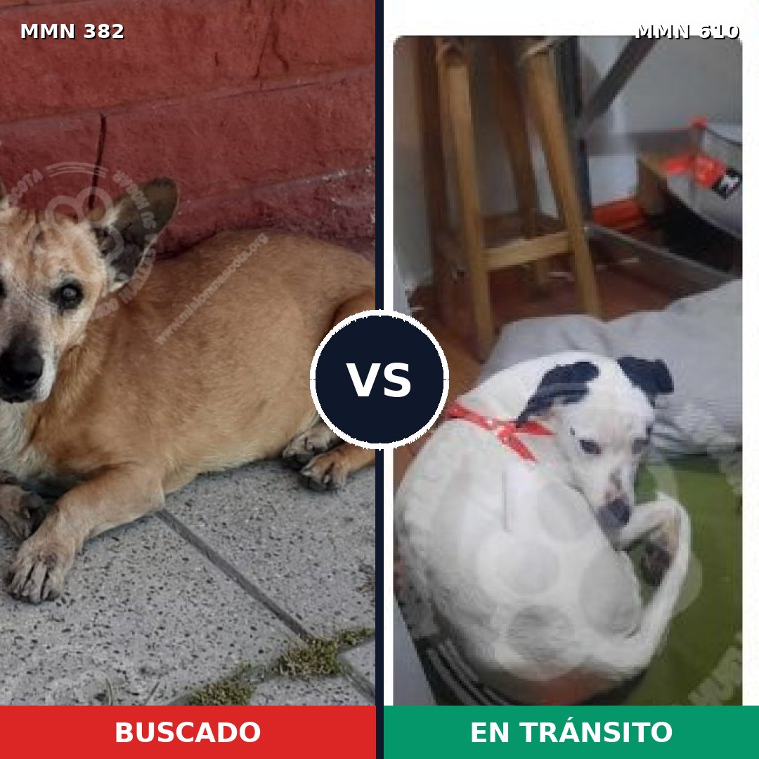 Comparativa MMS 7255: mascota perdida y mascota encontrada, 76% de similitud