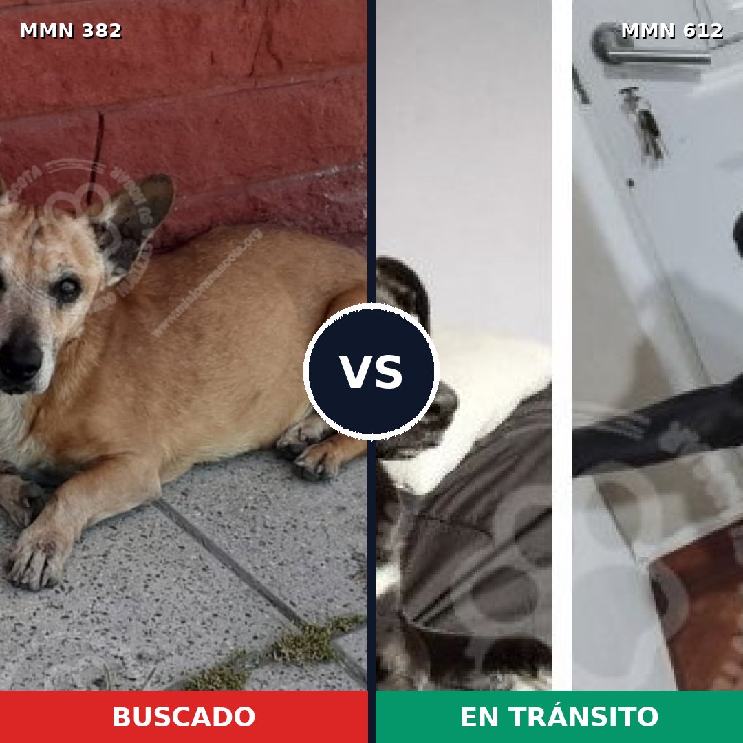 Comparativa MMS 7256: mascota perdida y mascota encontrada, 72% de similitud