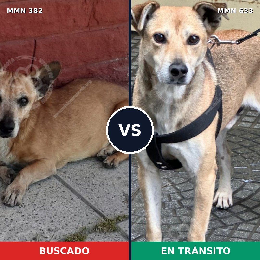 Comparativa MMS 7257: mascota perdida y mascota encontrada, 72% de similitud