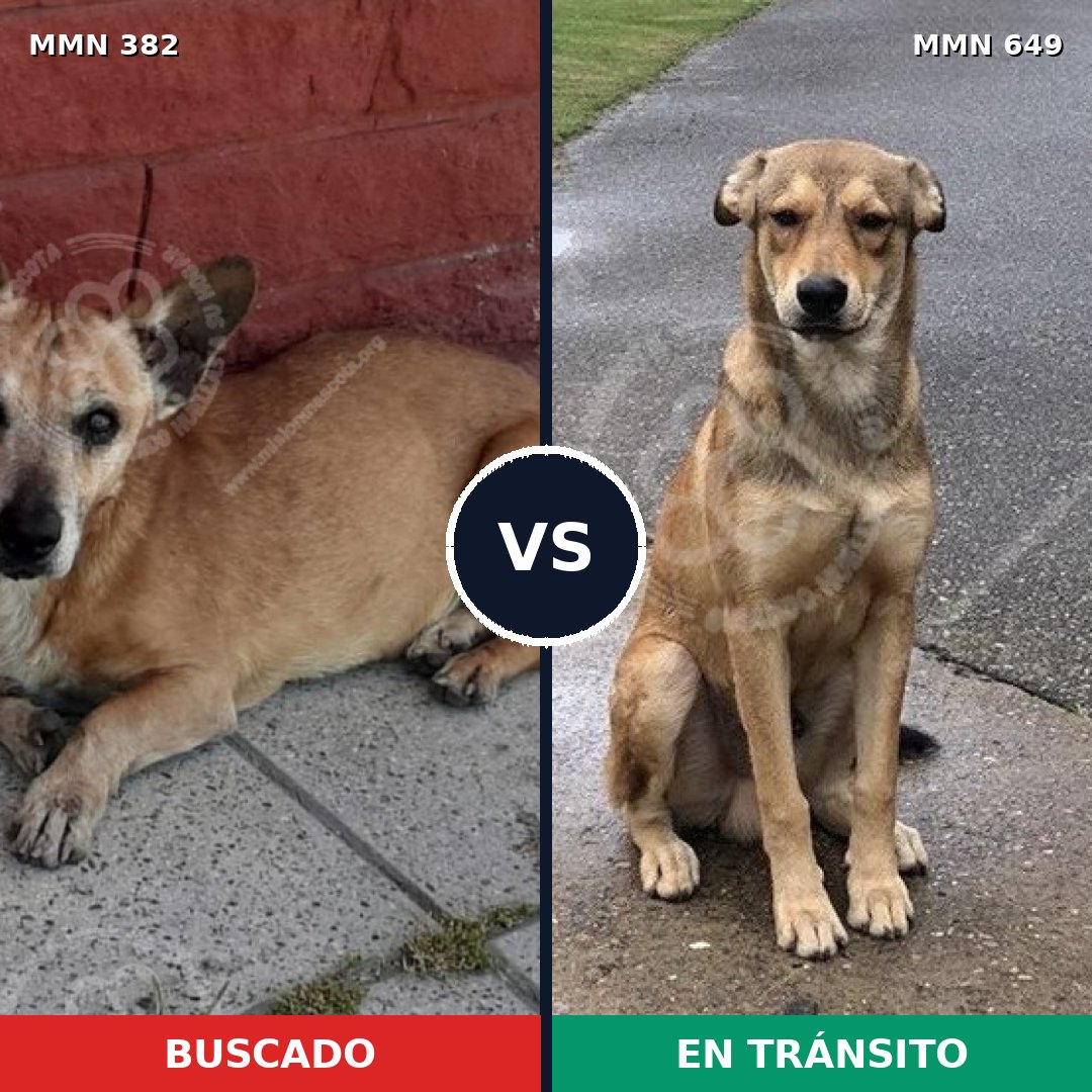 Comparativa MMS 7259: mascota perdida y mascota encontrada, 20% de similitud