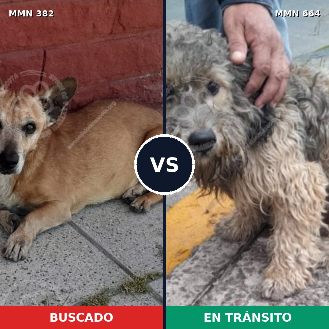 Comparativa MMS 7261: mascota perdida y mascota encontrada, 62% de similitud