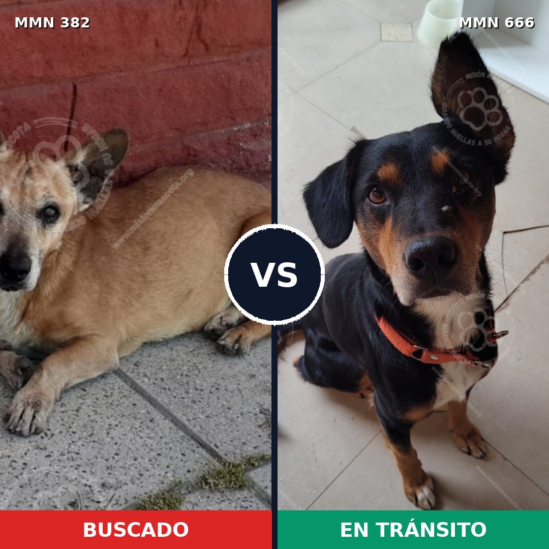 Comparativa MMS 7262: mascota perdida y mascota encontrada, 63% de similitud