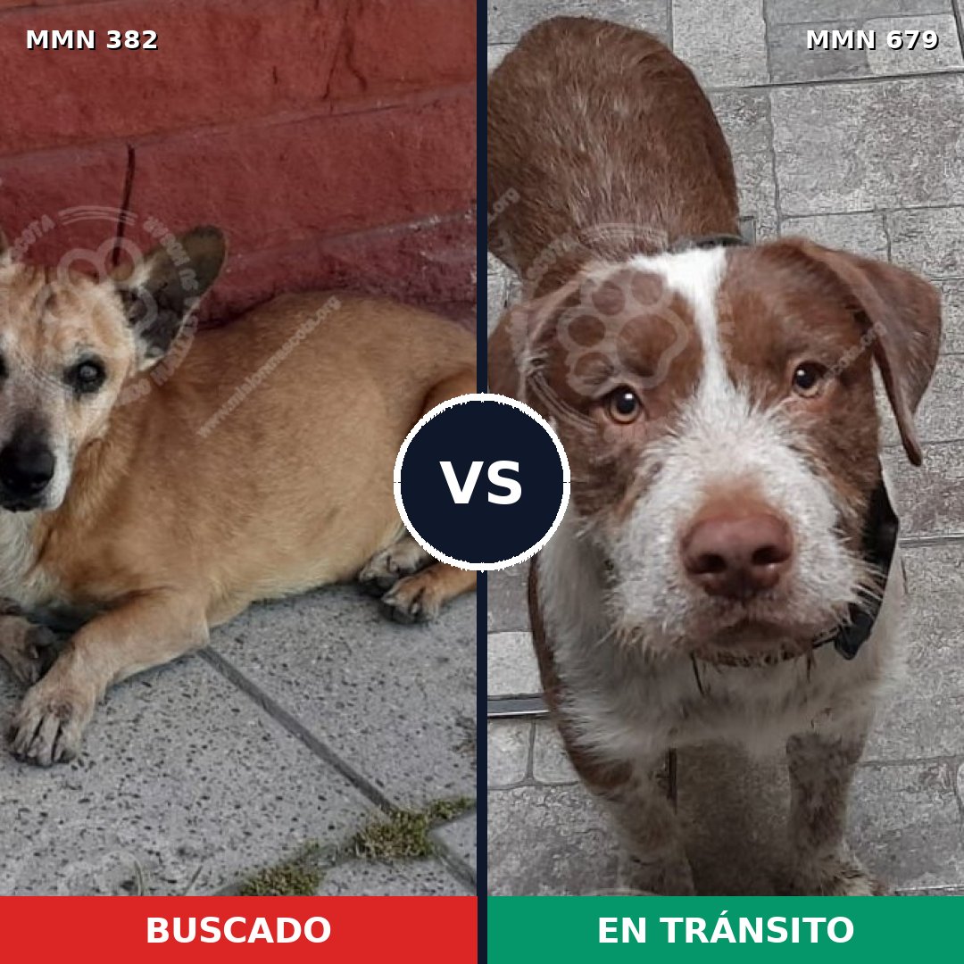 Comparativa MMS 7263: mascota perdida y mascota encontrada, 31% de similitud