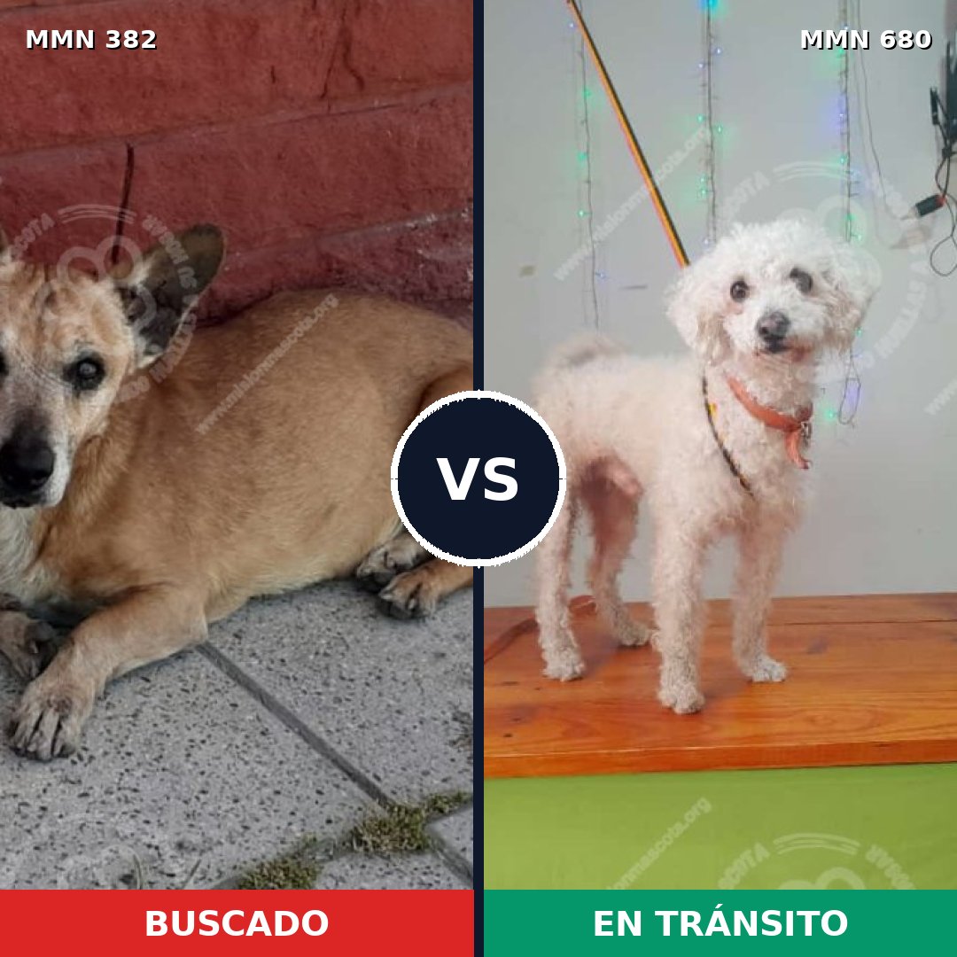 Comparativa MMS 7264: mascota perdida y mascota encontrada, 53% de similitud