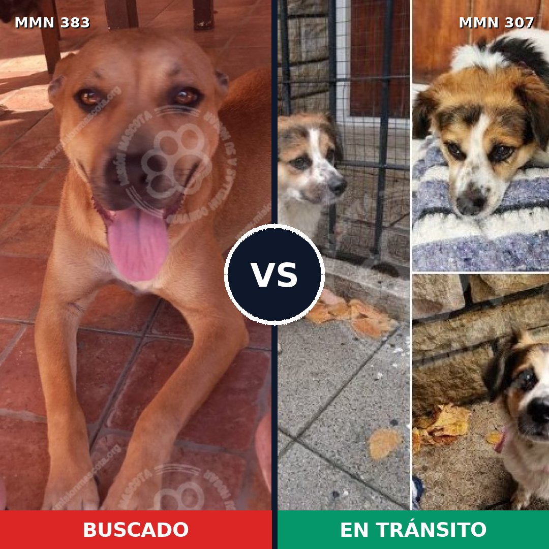 Comparativa MMS 7266: mascota perdida y mascota encontrada, 44% de similitud