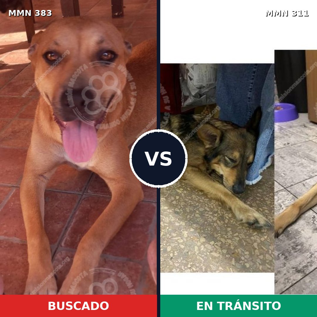 Comparativa MMS 7267: mascota perdida y mascota encontrada, 43% de similitud