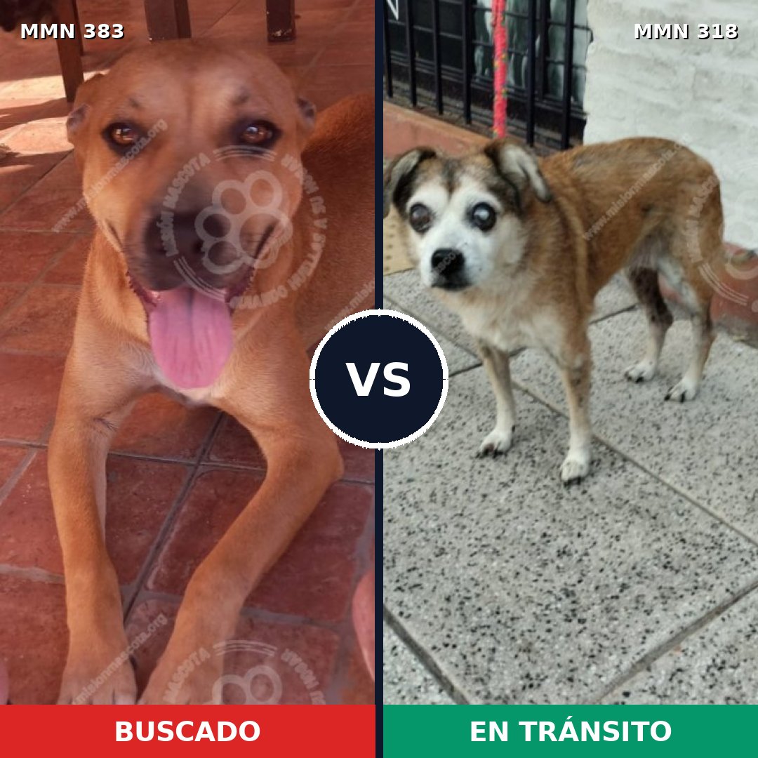 Comparativa MMS 7268: mascota perdida y mascota encontrada, 33% de similitud