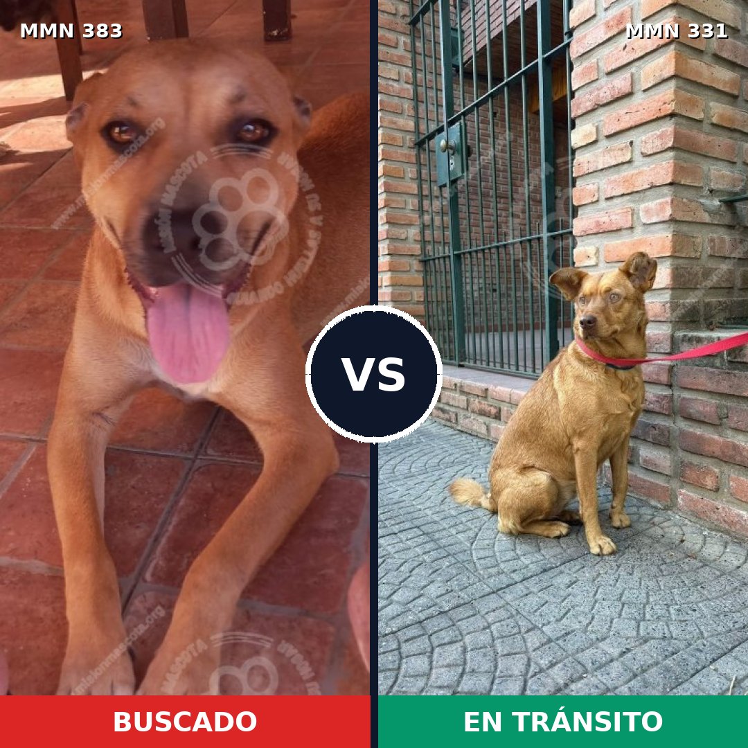 Comparativa MMS 7269: mascota perdida y mascota encontrada, 52% de similitud