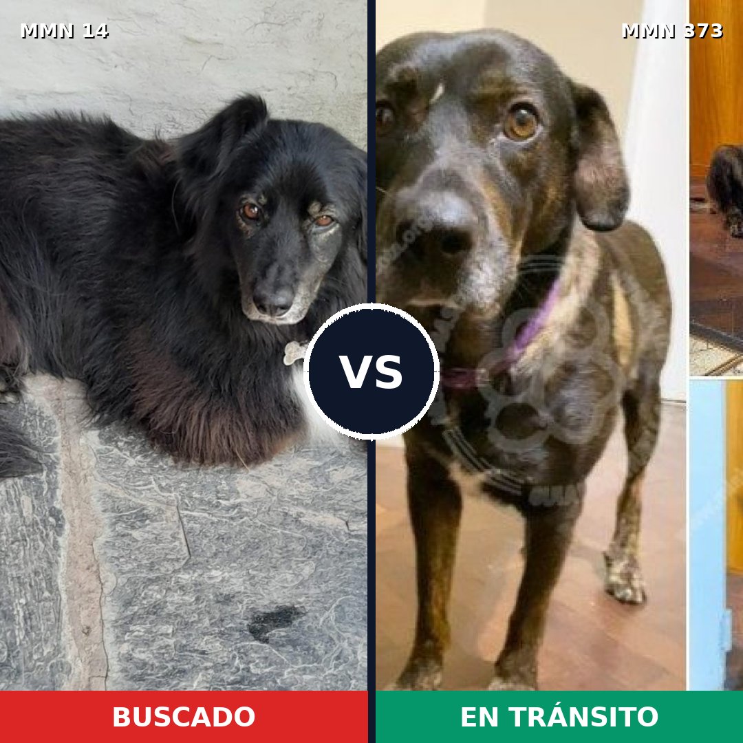 Comparativa MMS 727: mascota perdida y mascota encontrada, 56% de similitud