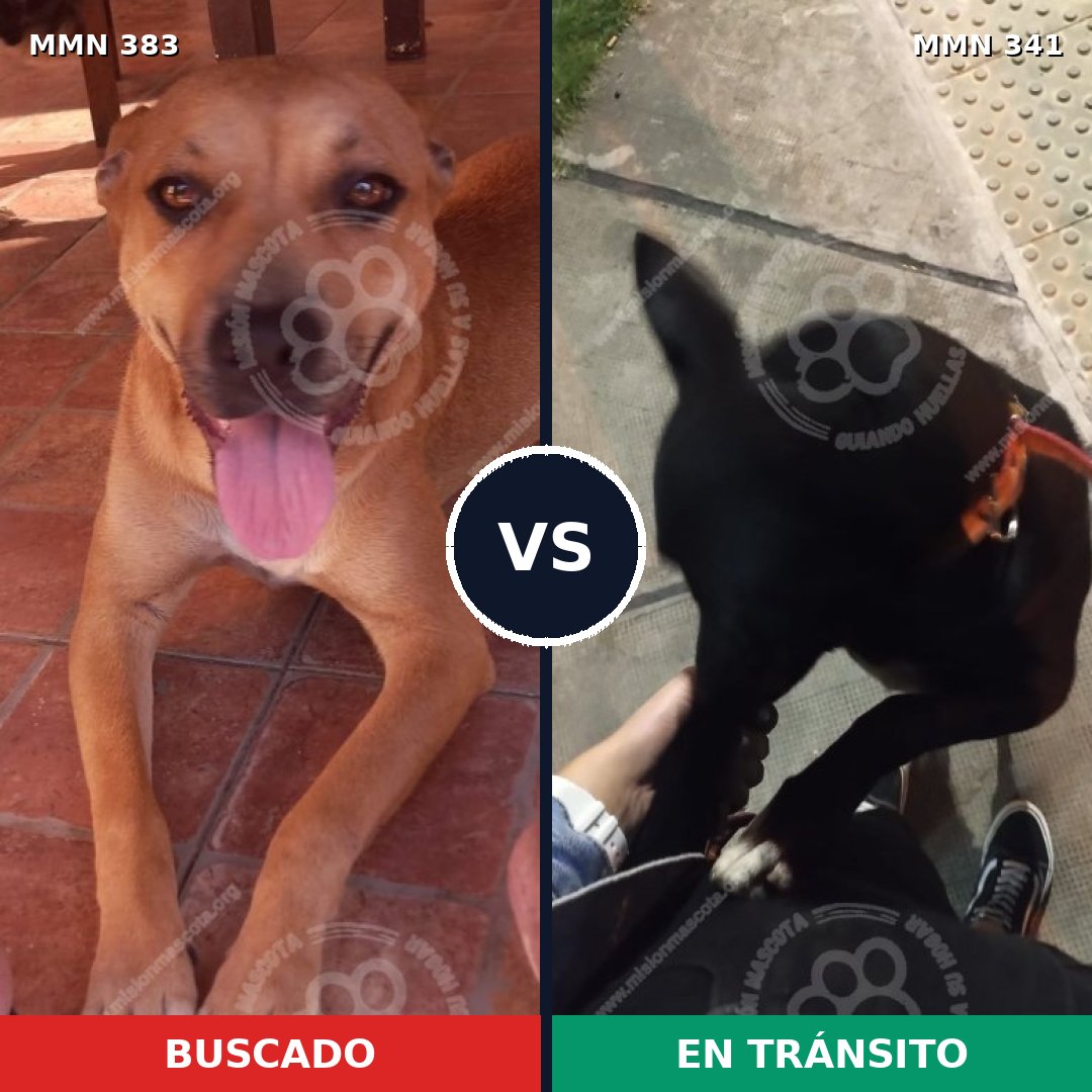 Comparativa MMS 7270: mascota perdida y mascota encontrada, 46% de similitud