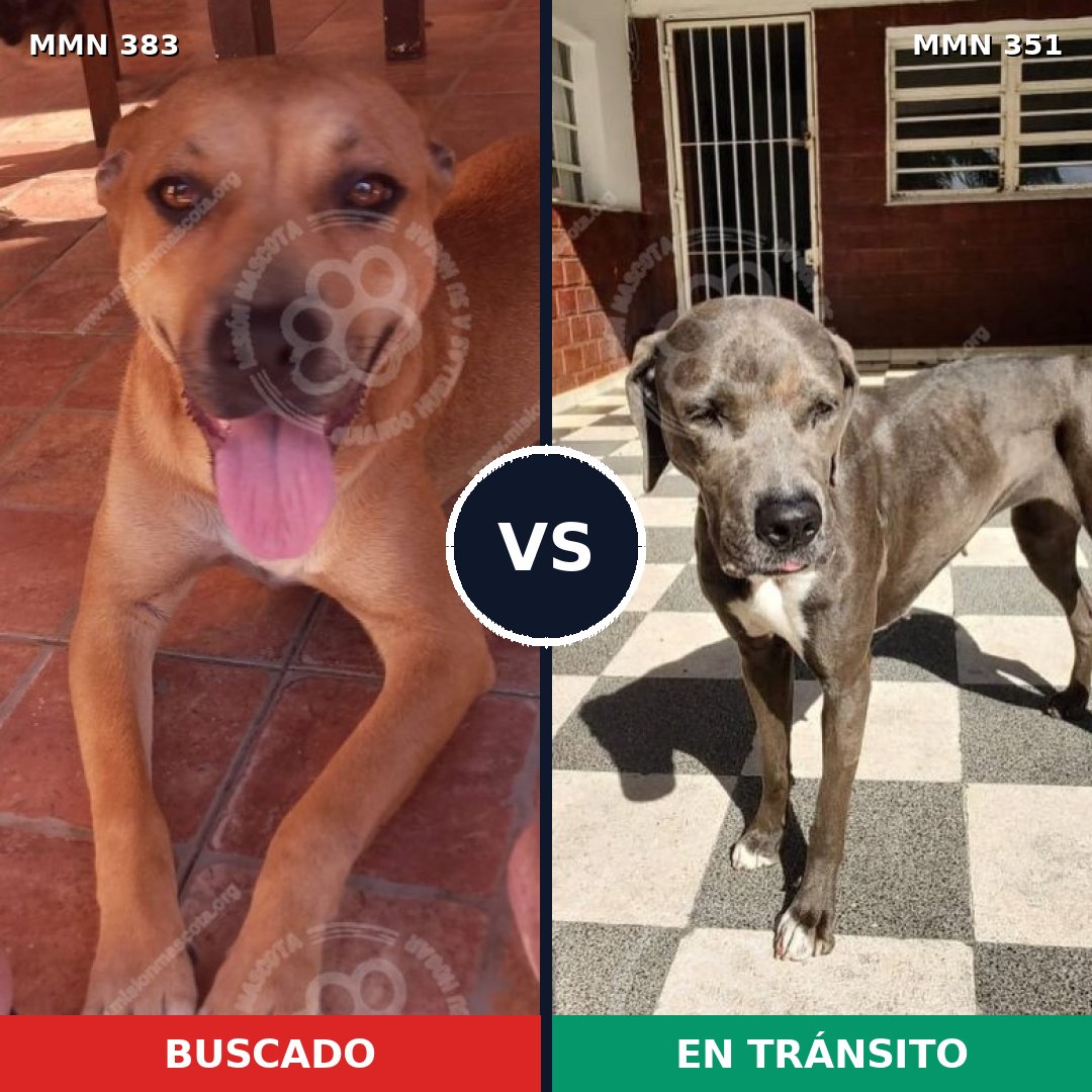 Comparativa MMS 7271: mascota perdida y mascota encontrada, 34% de similitud