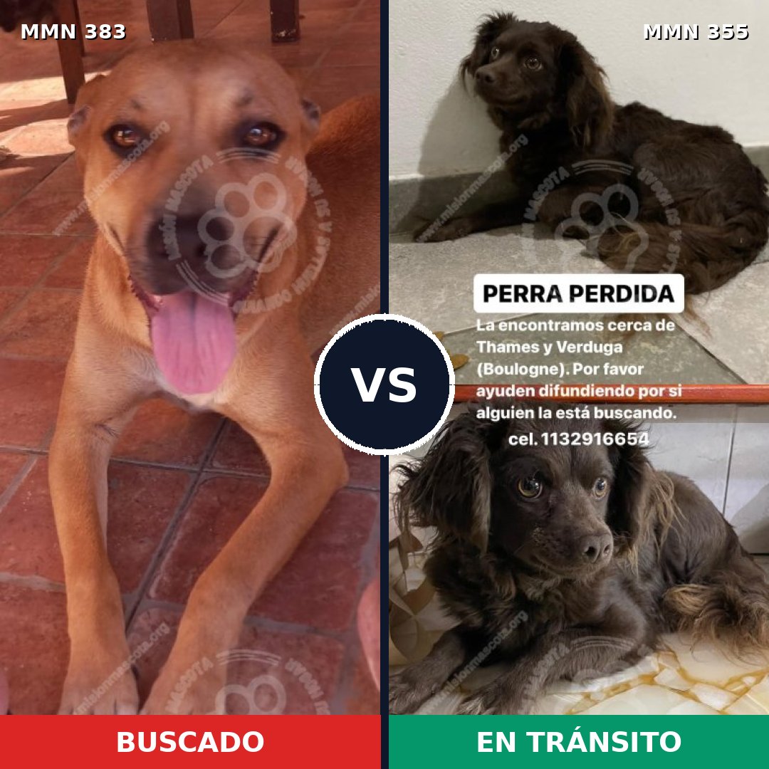 Comparativa MMS 7272: mascota perdida y mascota encontrada, 42% de similitud
