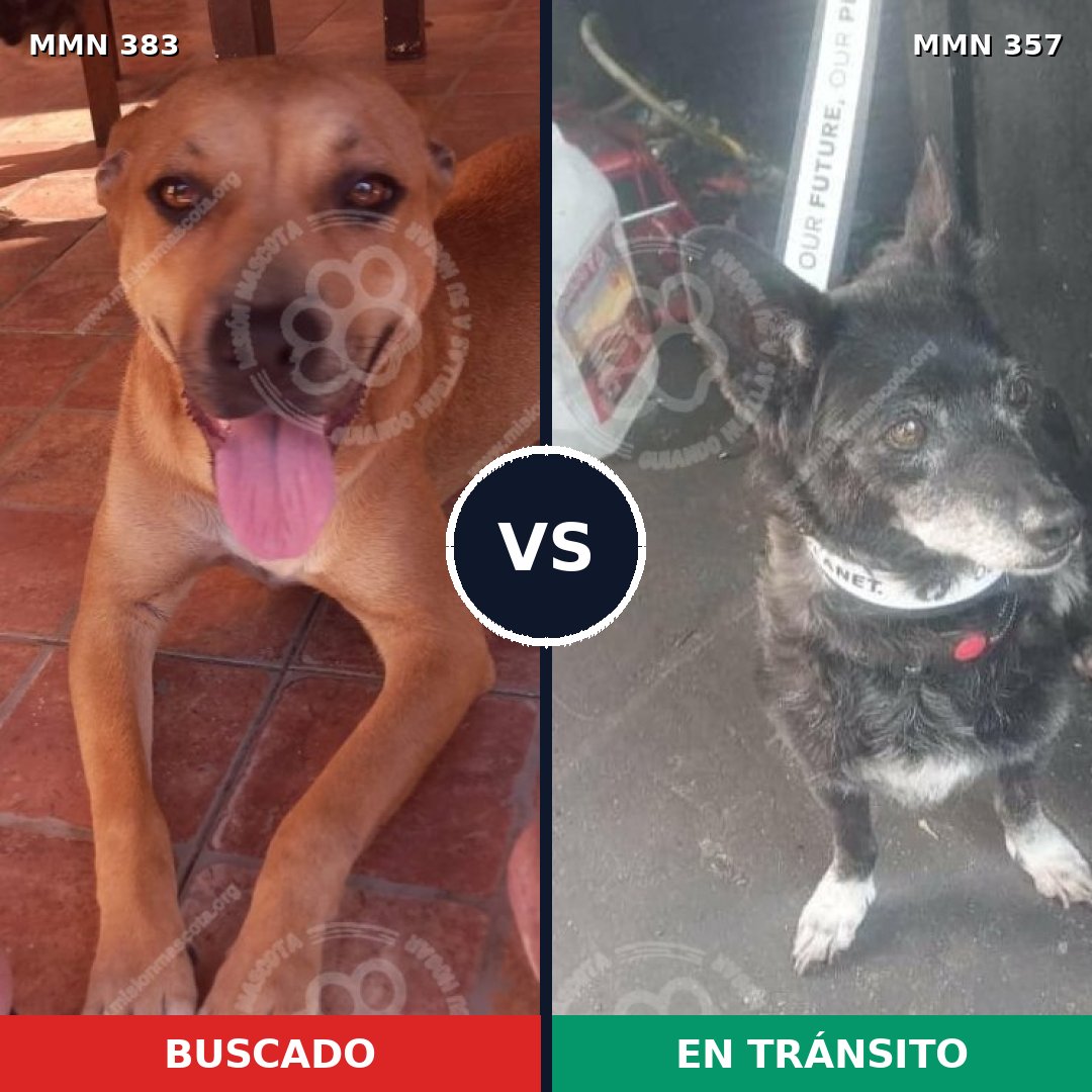Comparativa MMS 7273: mascota perdida y mascota encontrada, 44% de similitud